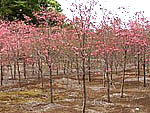 花水木